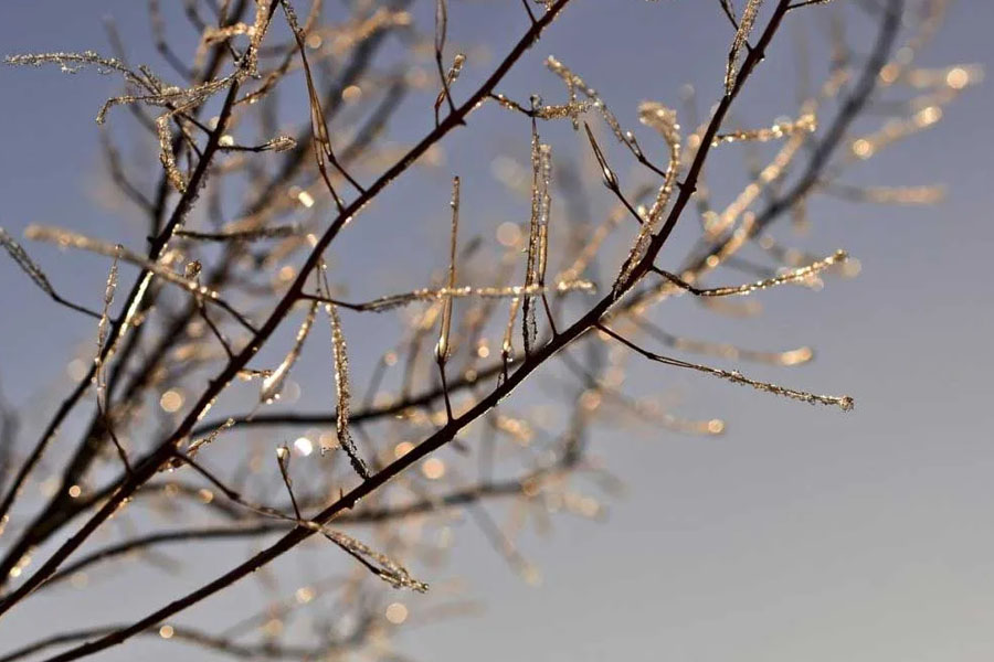 Winter Tree Care Checklist for Homeowners