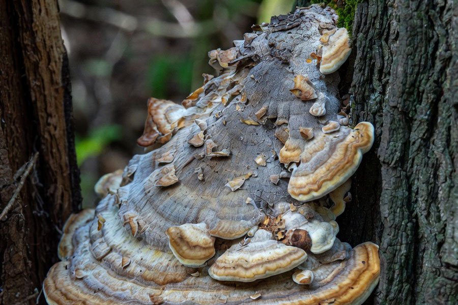 Tree Diseases