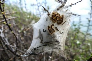 Why Is My Tree Suddenly Covered In Webs