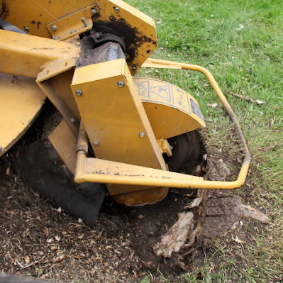 Emergency Tree Removal