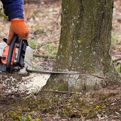 Arborist Charlotte Nc